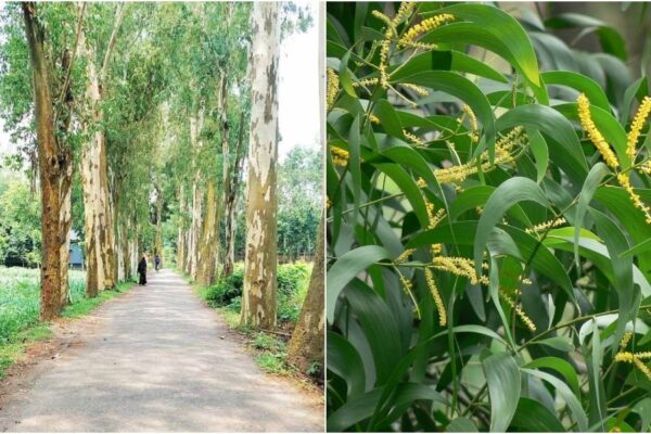 পরিবেশ, প্রতিবেশ ও জীববৈচিত্র্য রক্ষায় নিষিদ্ধ হলো ইউক্যালিপটাস ও আকাশমণি গাছ